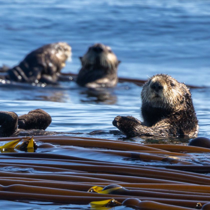 Sea Otters in the Kelp Jigsaw Puzzle | Free Online