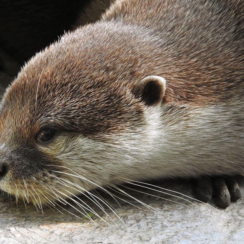 Sleepy Otter on a Rock Jigsaw Puzzle | Free Online