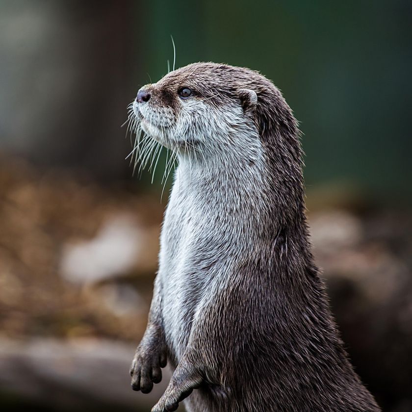 Standing Otter Jigsaw Puzzle | Free Online
