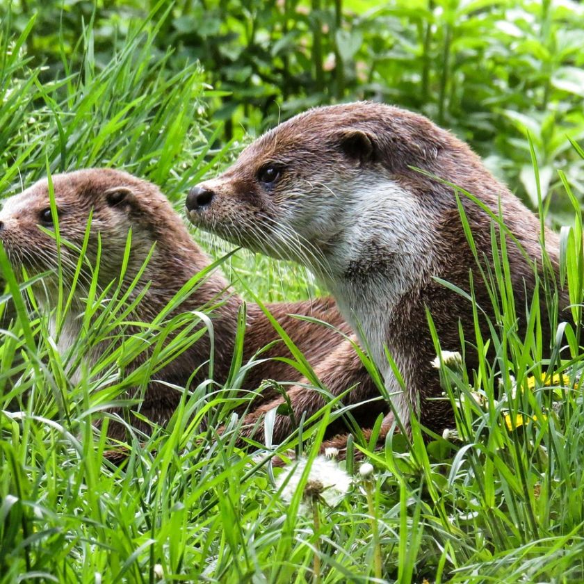 Two Otters in the Grass Jigsaw Puzzle | Free Online