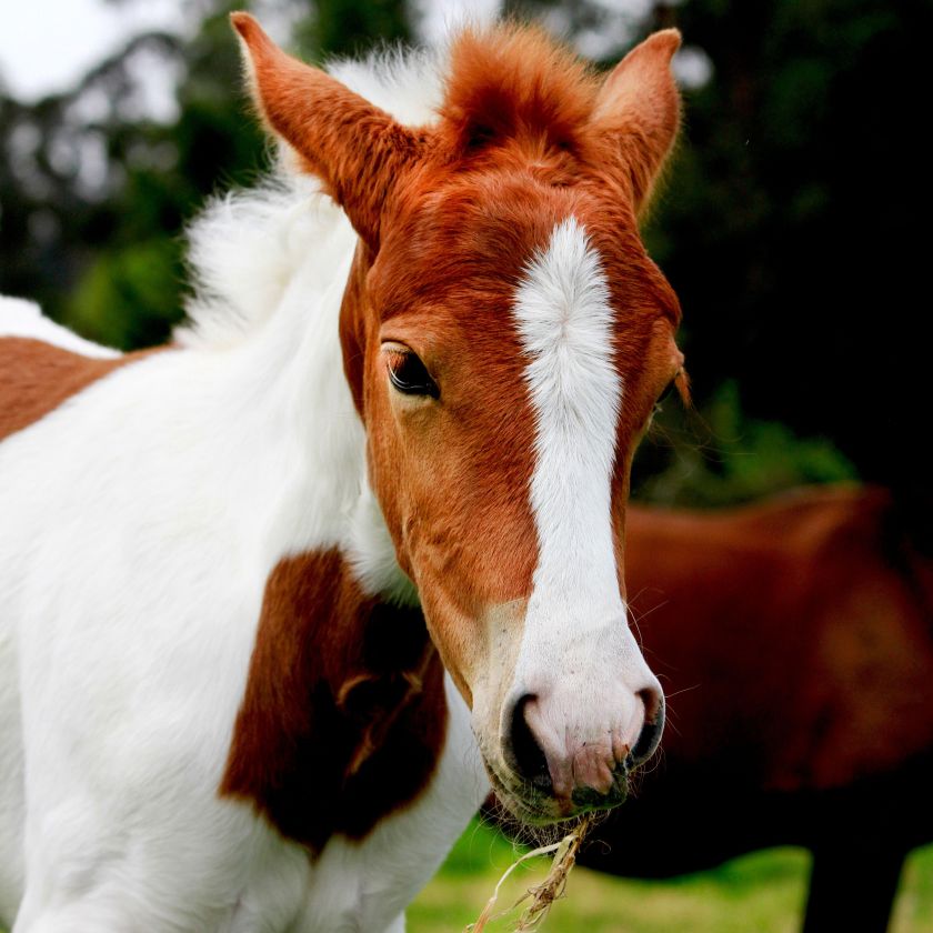 Pinto Foal in the Pasture Jigsaw Puzzle | Free Online