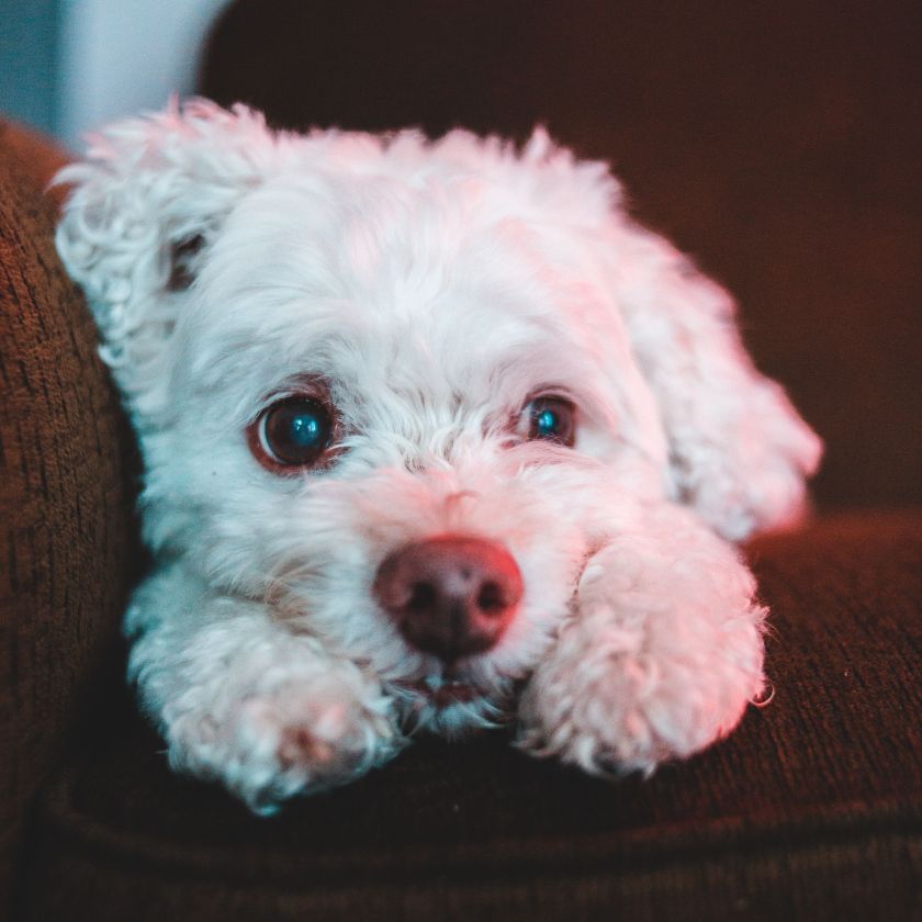 Fluffy white dog resting on a brown couch