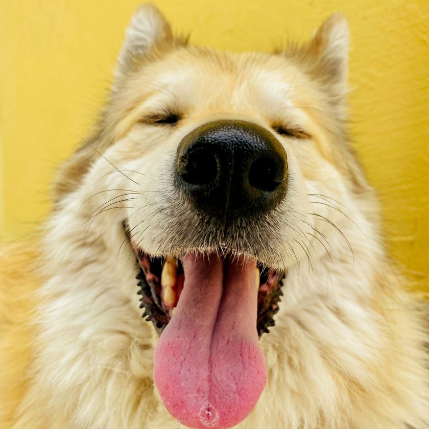 Happy blonde husky smiling with tongue out against a yellow background
