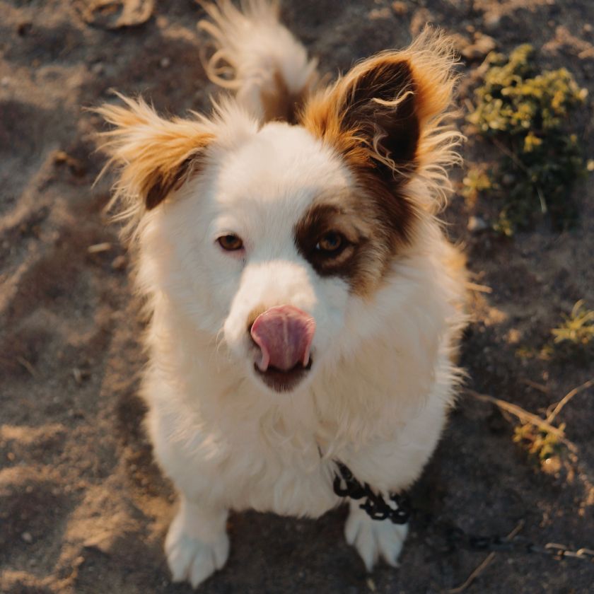 Fluffy dog licking its nose on a sandy beach at sunset