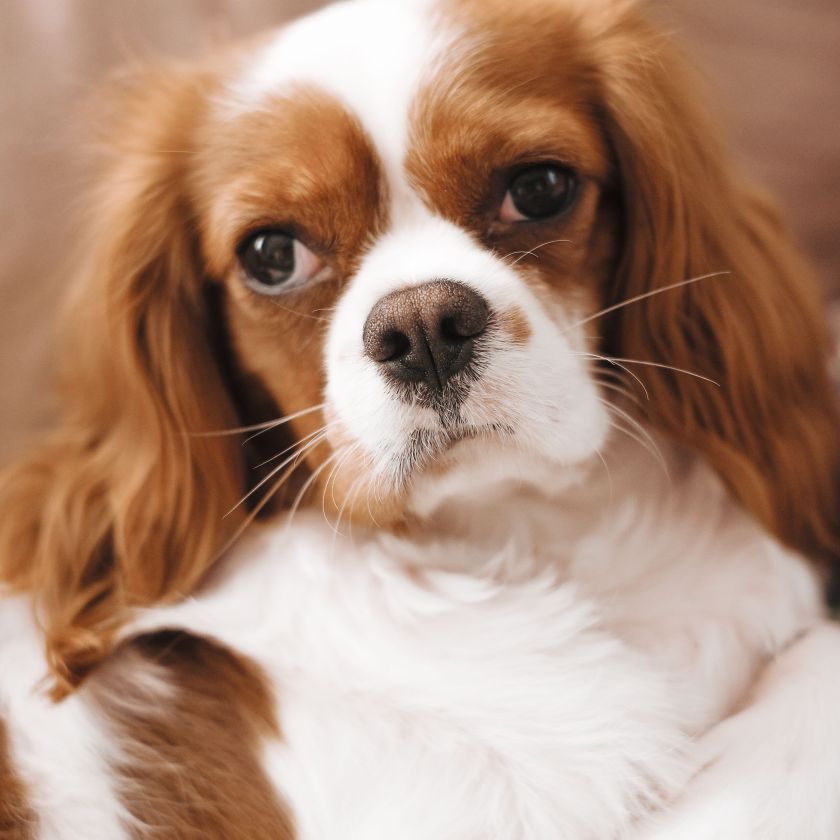 Cavalier King Charles Spaniel resting with long chestnut ears