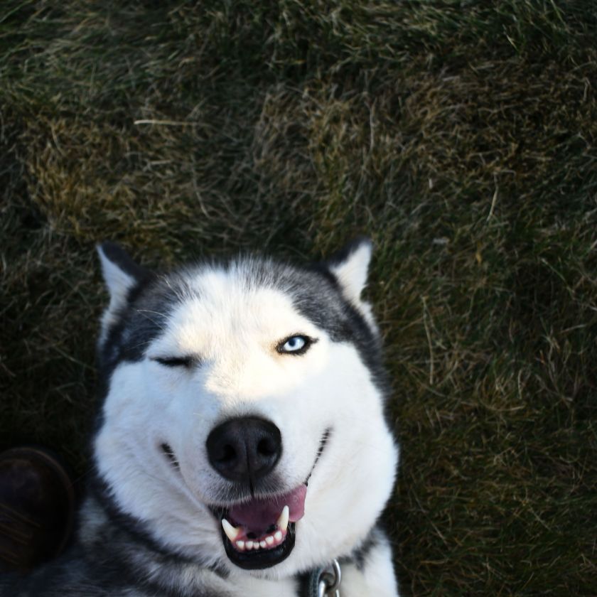 Siberian husky winking while lying on green grass