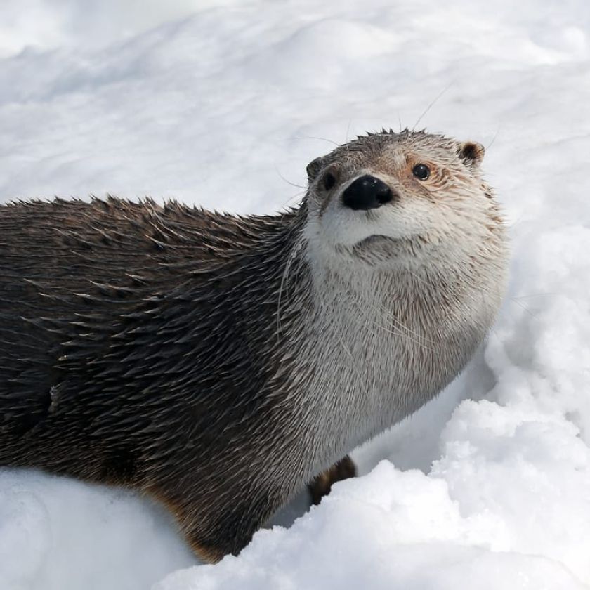 River otter standing in bright white snow