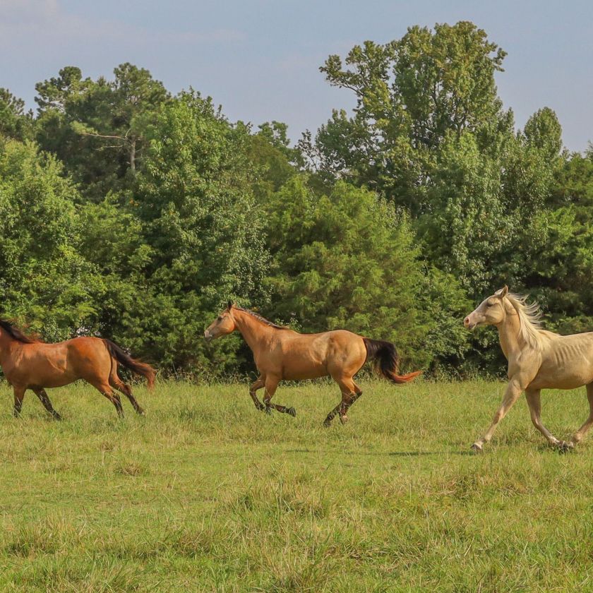 Three Galloping Horses Jigsaw Puzzle | Free Online
