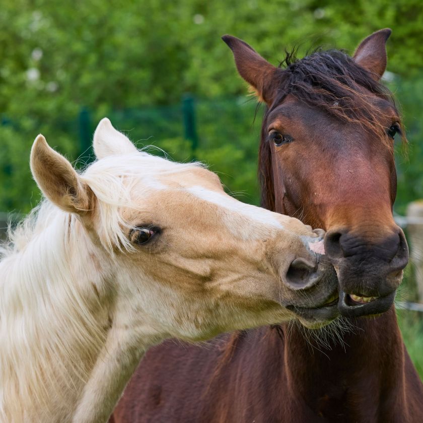 Two Horses Nuzzling Jigsaw Puzzle | Free Online