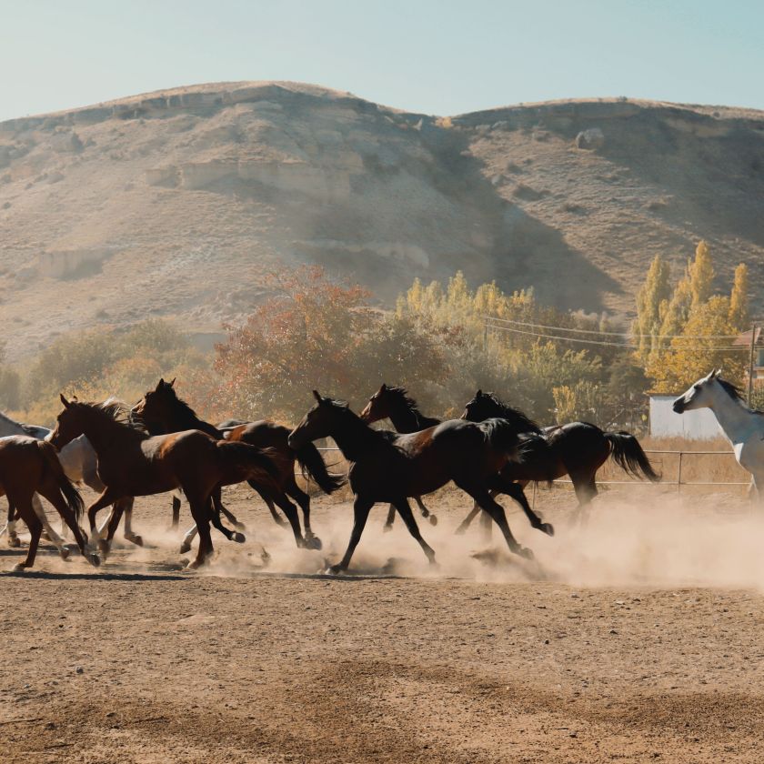 Wild Horse Herd Jigsaw Puzzle | Free Online