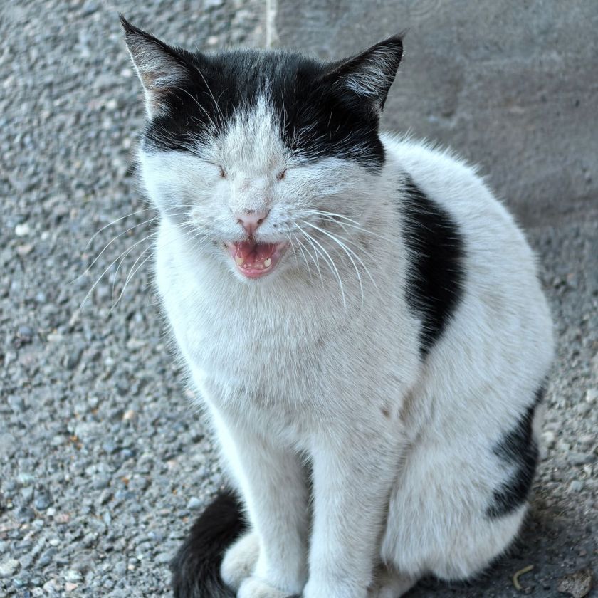 Chatty Black and White Cat Jigsaw Puzzle – Free Online