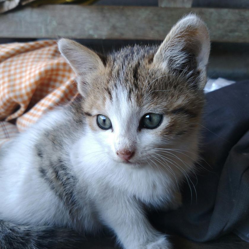 Cute Tabby Kitten Jigsaw Puzzle – Free Online