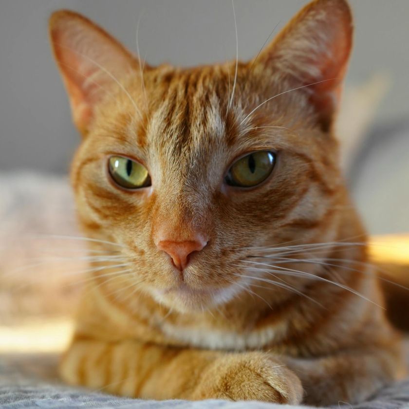 A Serene Orange Tabby Cat Lying on a Bed Jigsaw Puzzle – Free Online