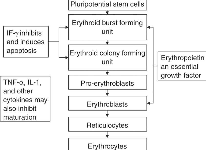 SITES OF HEMOPOIESIS IN THE BODY DURING DIFFERENT LIFE STAGES