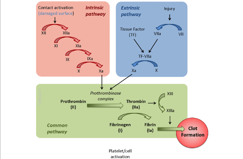 CLOTTING CASCADE AND BLEEDING DISORDERS