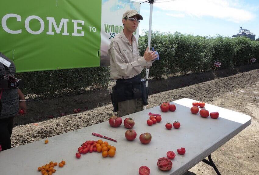 Monsanto evil tomatoes