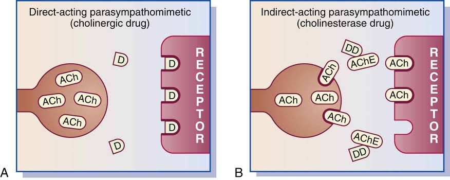 A CLOSER LOOK AT CHOLINERGIC AGONISTS AND ANTAGONISTS A CLOSER LOOK AT CHOLINERGIC AGONISTS AND ANTAGONISTS