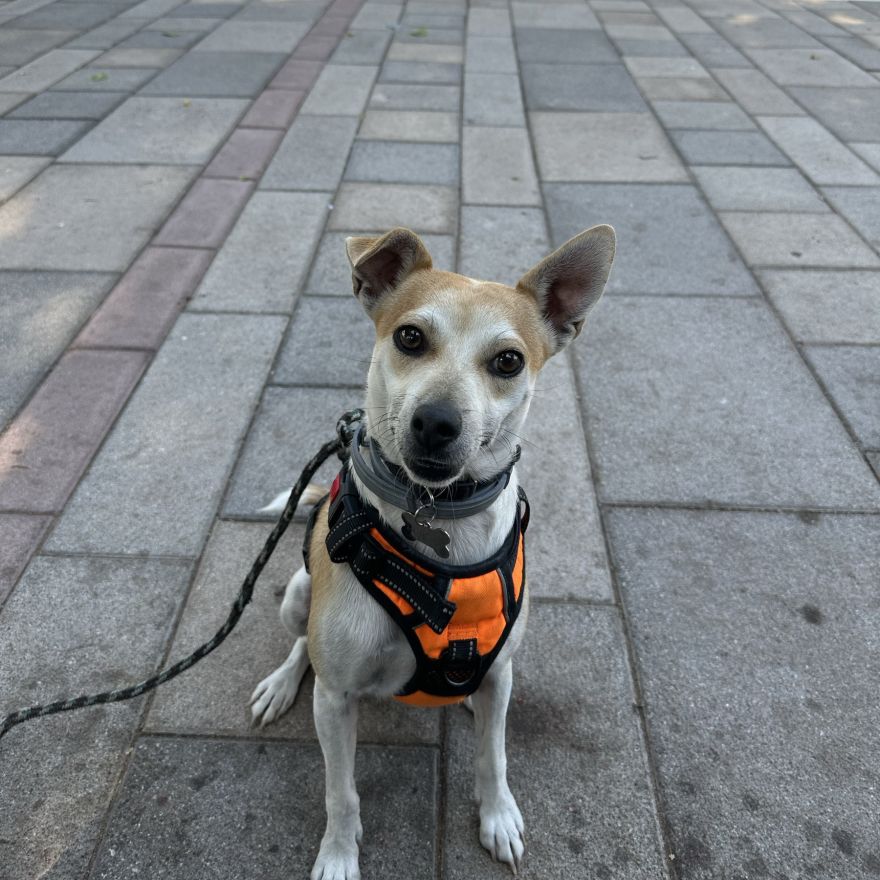 A mutt looking at the camera