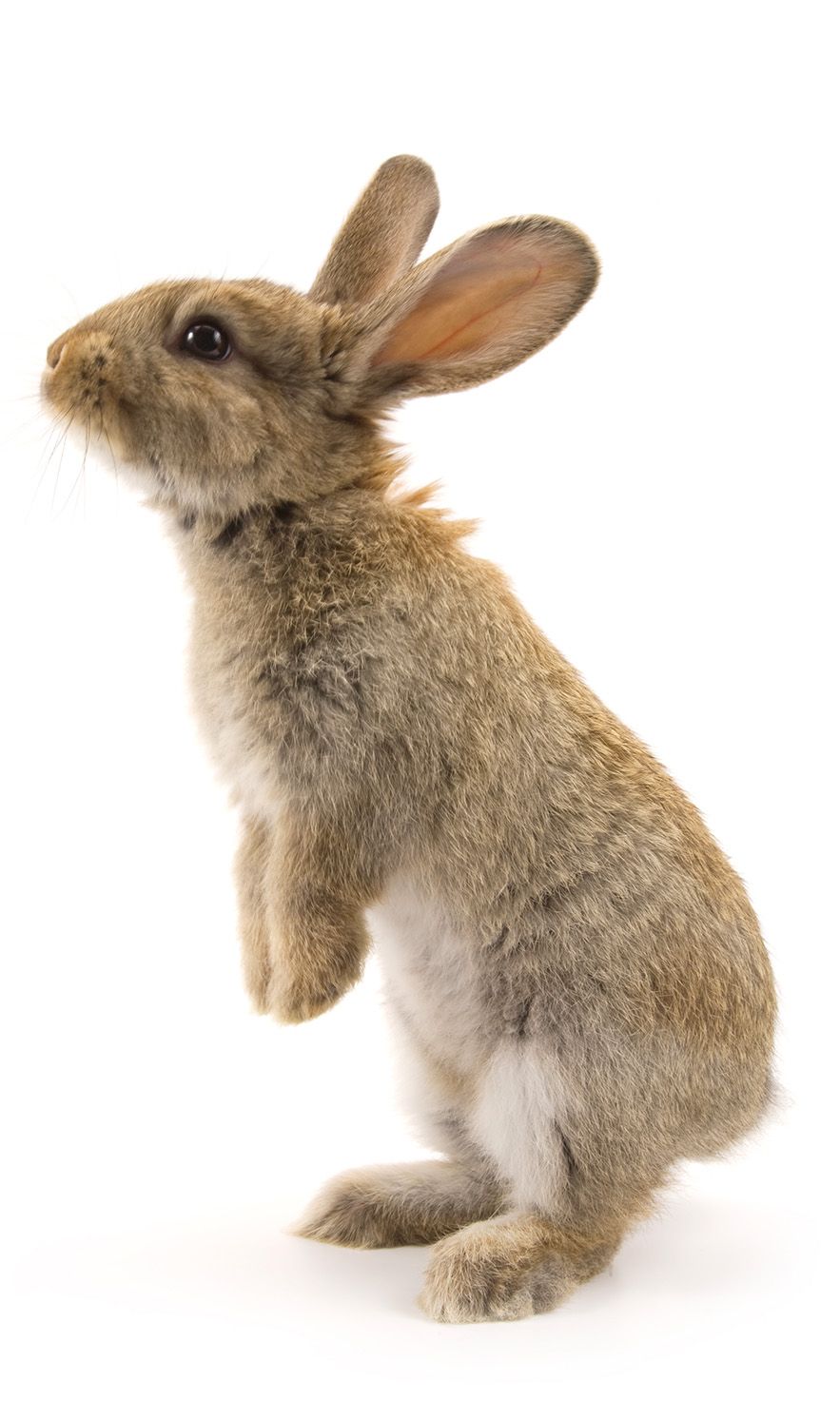 NATULIQUE cruelty-free Fluffy bunny standing on feet