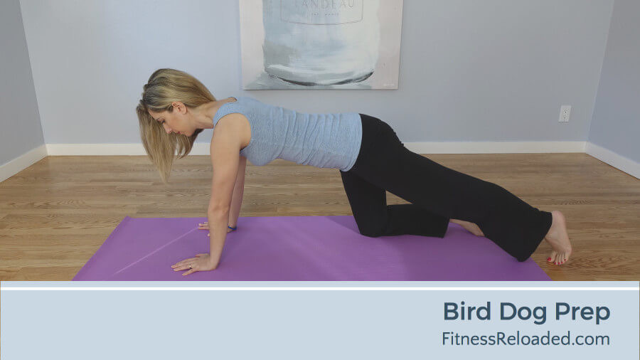 bird dog exercise prep