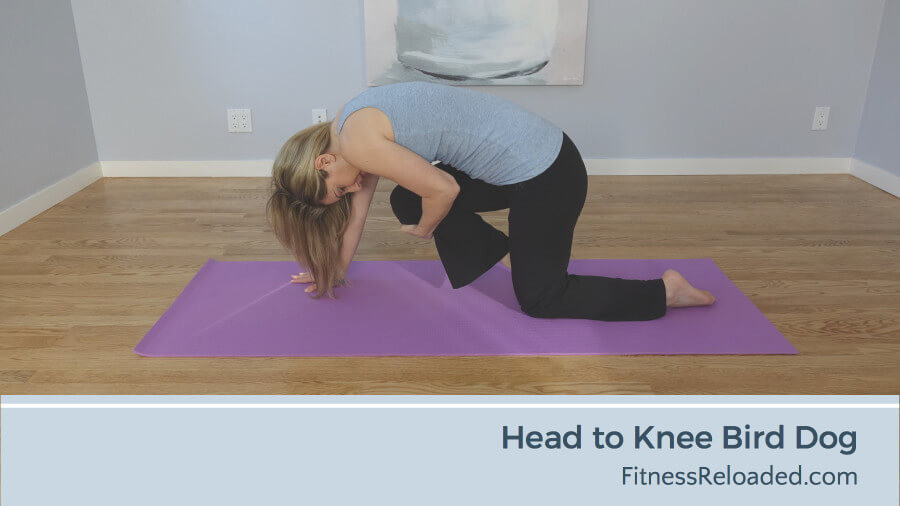 head to knee bird dog exercise variation