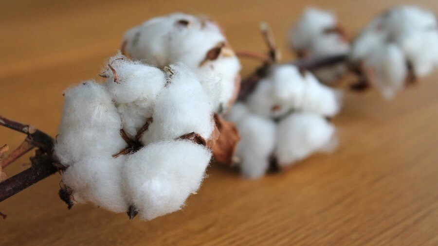 organic cotton