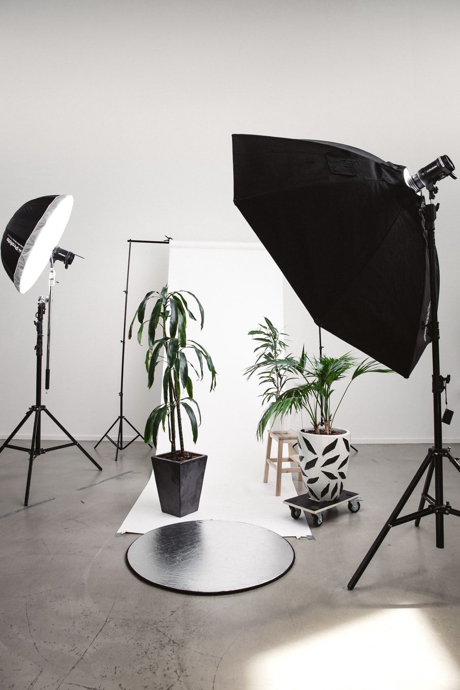 Soft light A soft light, backdrop and some plants set up for a photo session