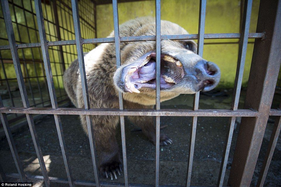 3523CCFA00000578-3698808-Later_as_Tomi_became_distressed_and_chewed_his_limbs_and_shook_h-a-64_1469009777151