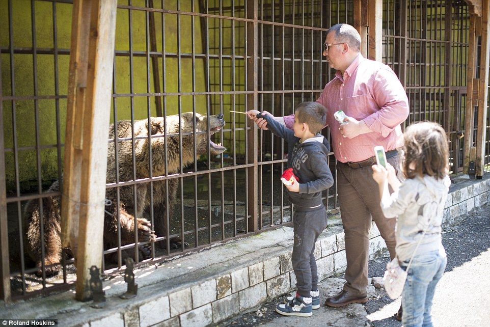 3523D44B00000578-3698808-Only_about_250_brown_bears_remain_at_large_in_the_poverty_strick-a-63_1469009777125