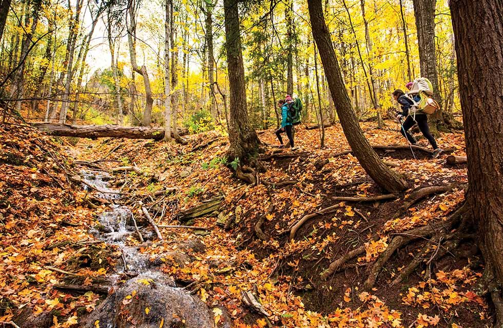 bmr leaf web 5